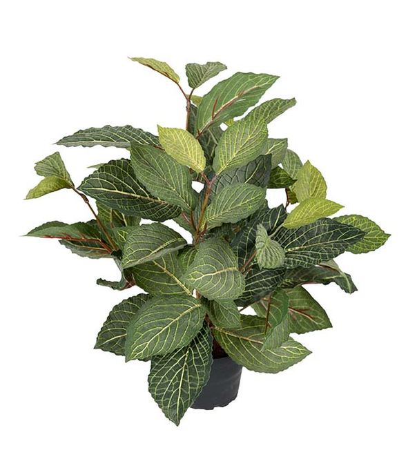 Hovedbilde Mr. Plant Fittonia 