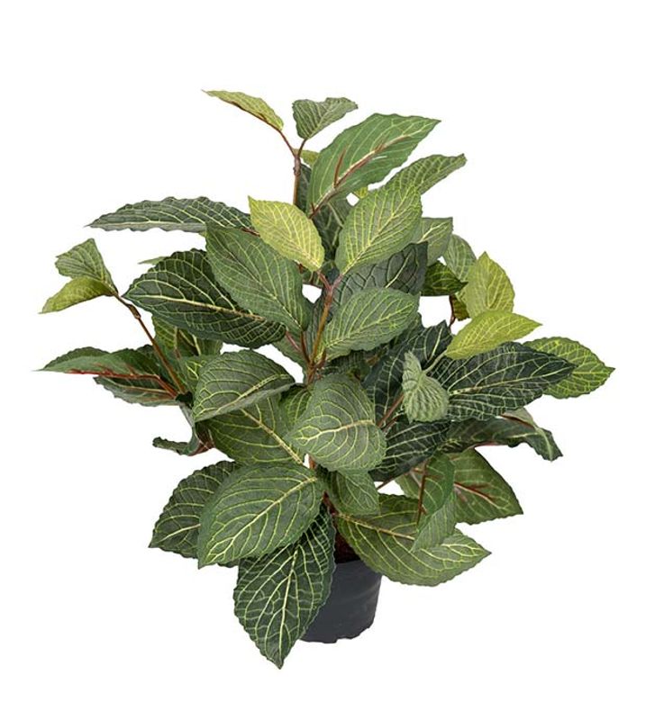Mr. Plant Fittonia 