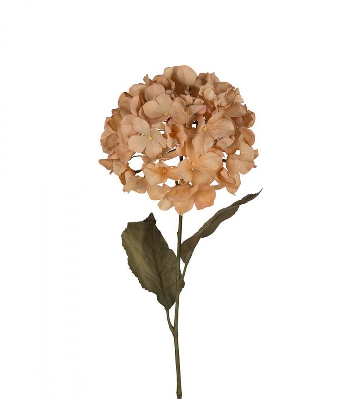 Hortensia 
