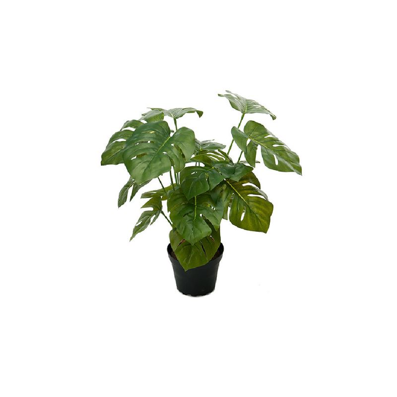 Monstera 30cm