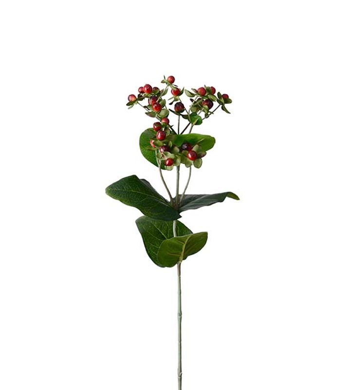 Mr.Plant Hypercium