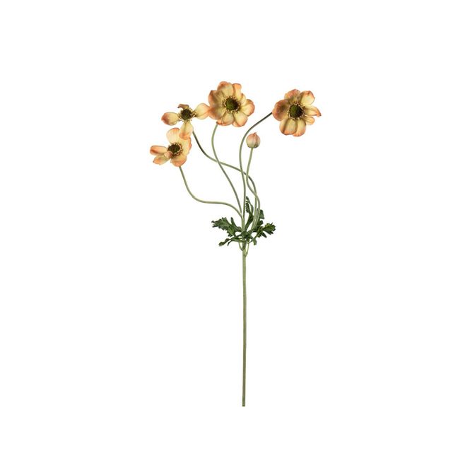 Hovedbilde Anemone blomst 