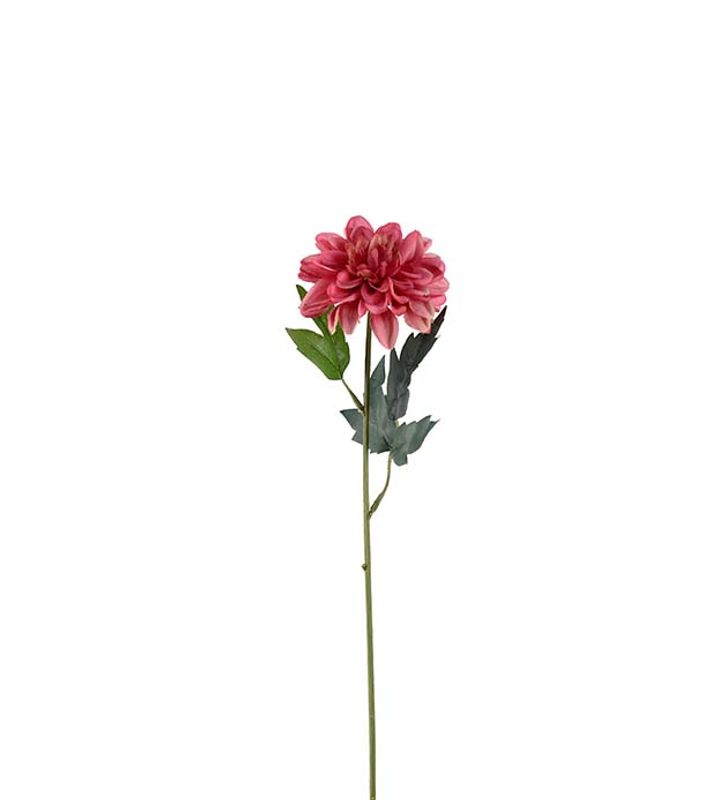 Mr.Plant Zinnia