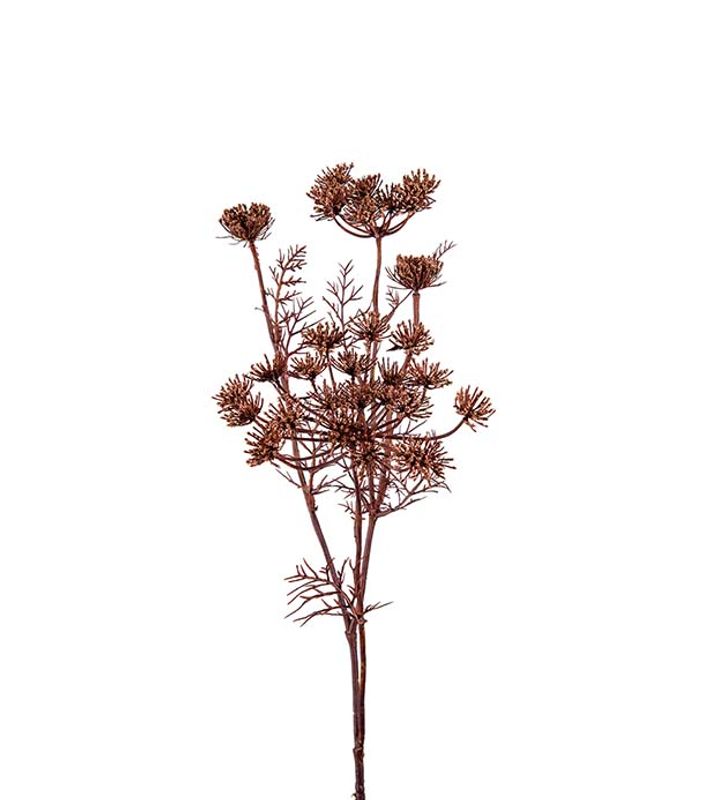 Trachelium brun