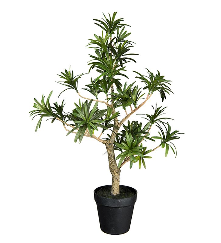 Mr.Plant Podocarpus 60cm