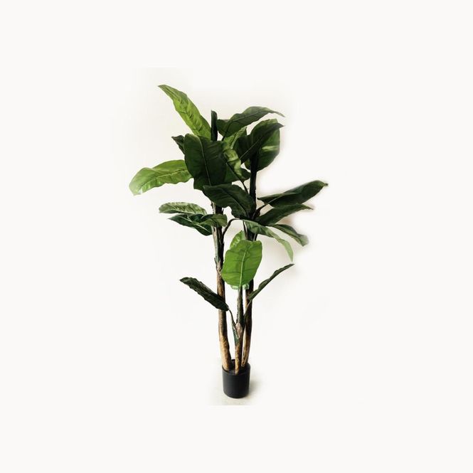 Hovedbilde Bananpalme